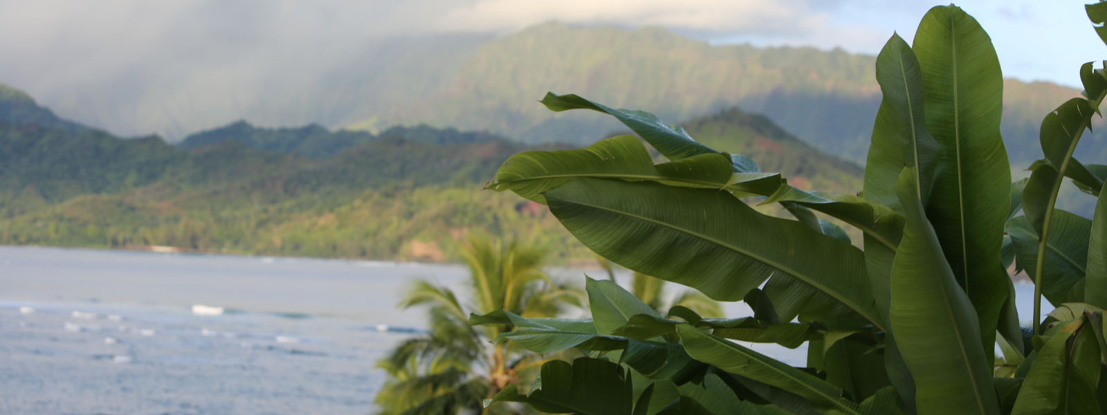 A serene Hawaiian scene featuring gentle waves rolling in from the ocean. In the background, you can see the deep blue sea merging with the sky, while lush green palm trees and golden sand create a peaceful, tropical atmosphere in the foreground.