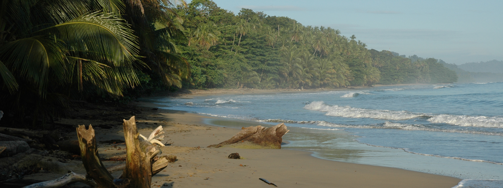 The file shows a scenic view of Hawaiian palm trees alongside clear, tropical water. The lush, green palm trees gently sway, framing the tranquil, turquoise water below. The scene conveys a peaceful, tropical atmosphere, perfect for relaxation.